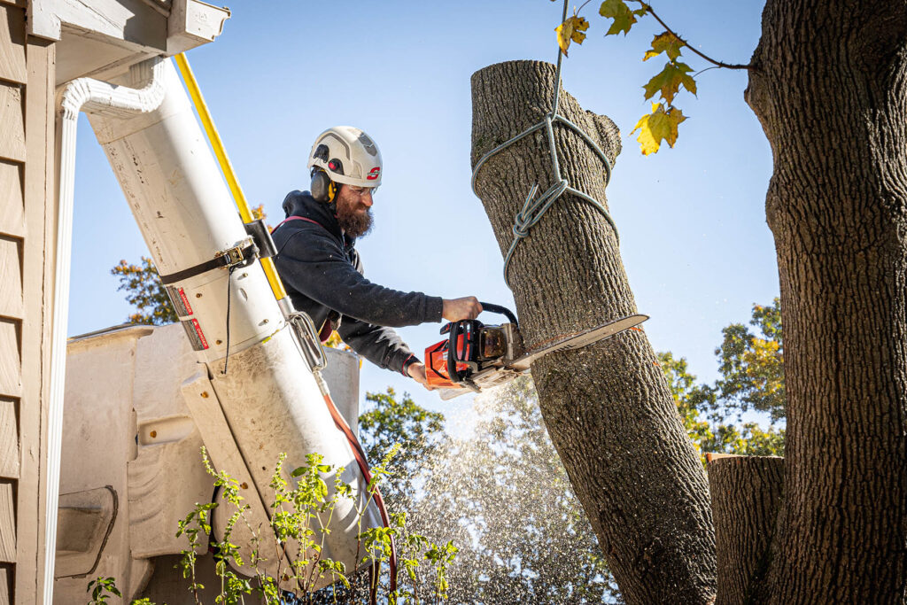 arborist-cutting-tree