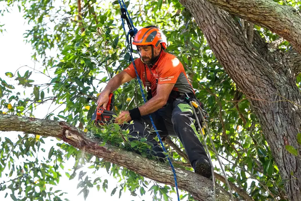 qualified-arborists