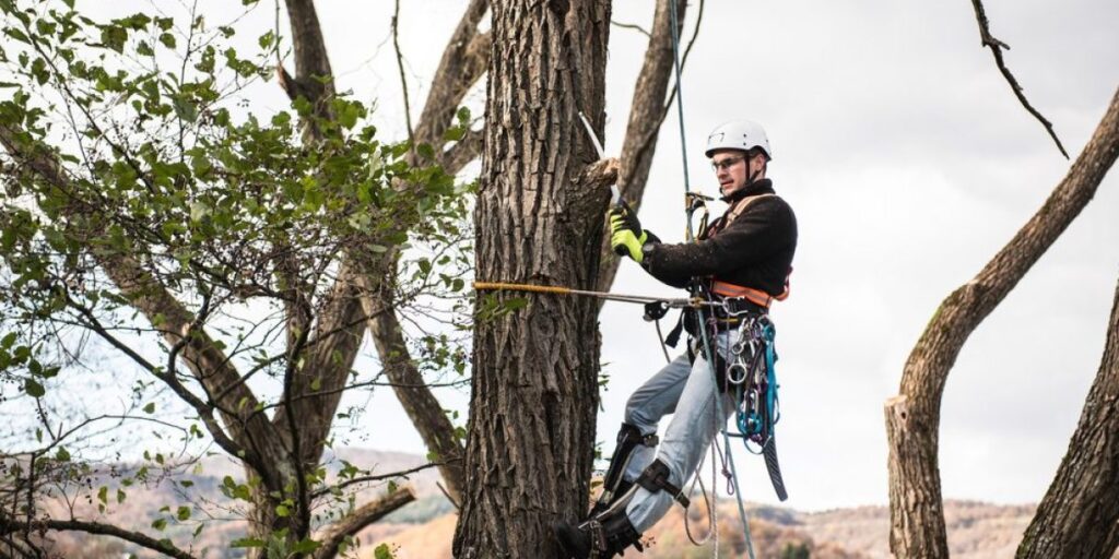 tree-pruning-featured