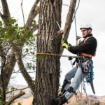 tree-pruning-featured