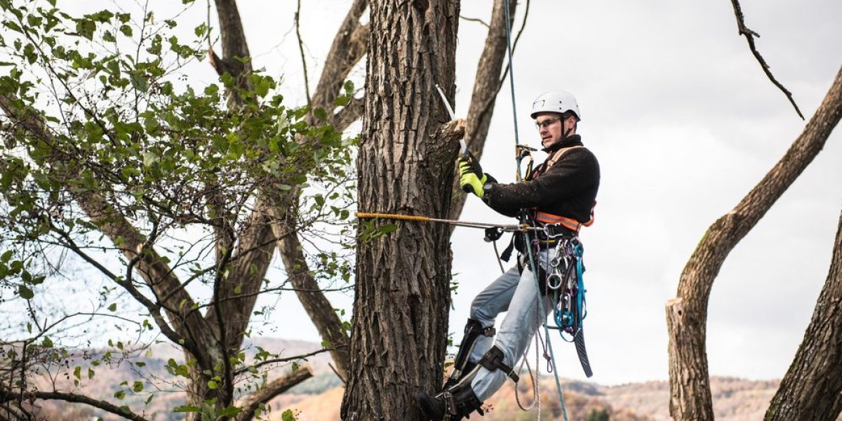 Consulting Arborist Services in Sydney: Ensuring Tree Health and Safety