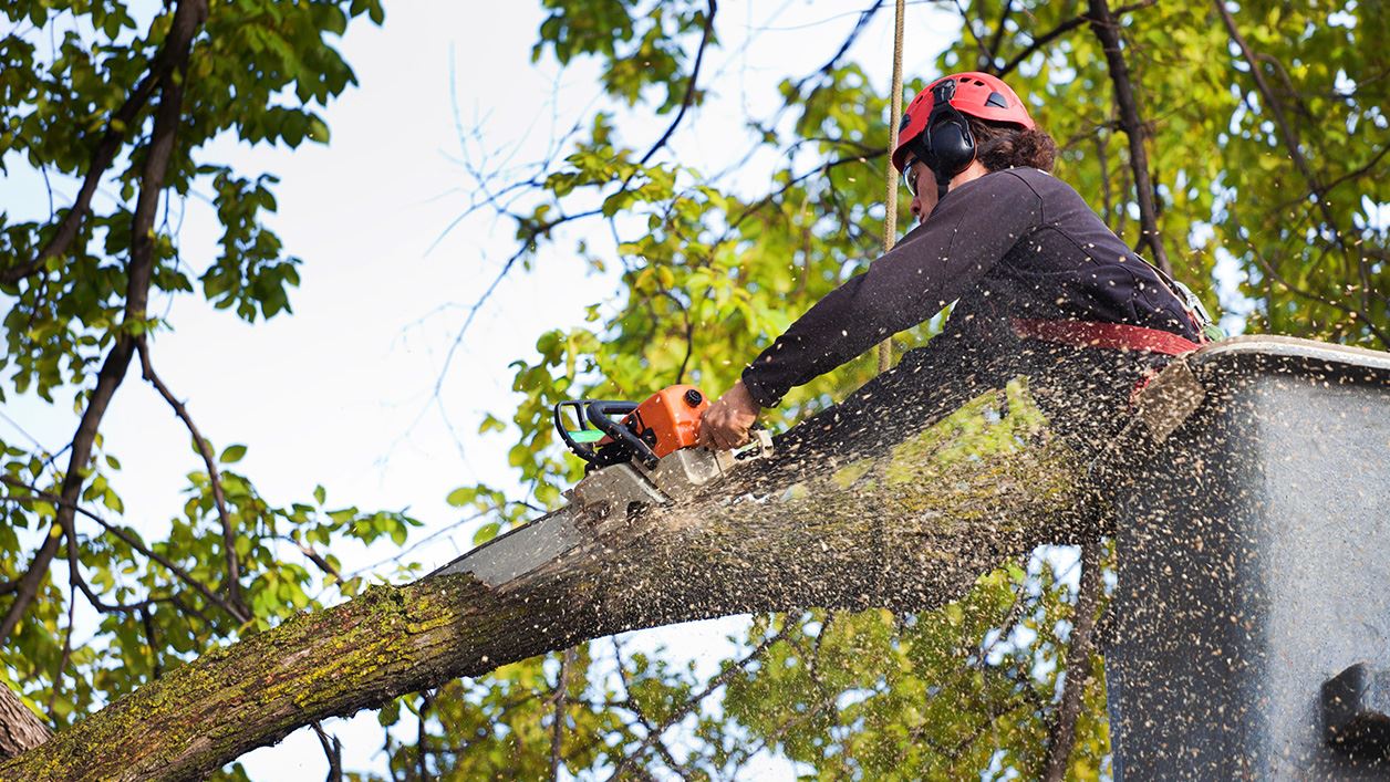 Level 5 Arborist Services in Sydney: Expertise You Can Trust